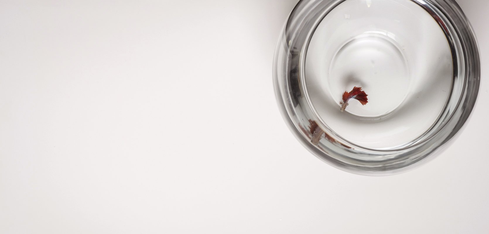 Royale Blanc Hanstone Quartz